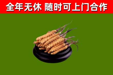恭城县回收散虫草