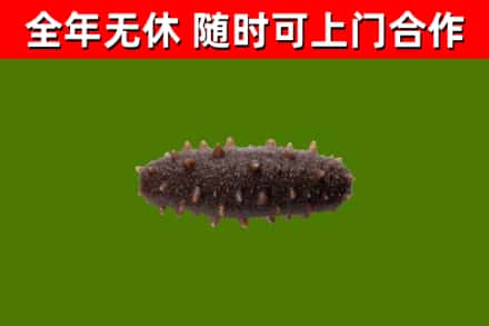 恭城县回收海参干